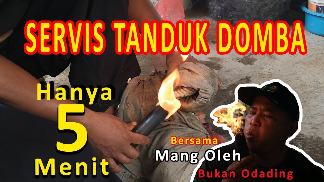 Cara Servis Tanduk Domba Biar Ganteng | Recommend | Cirebon