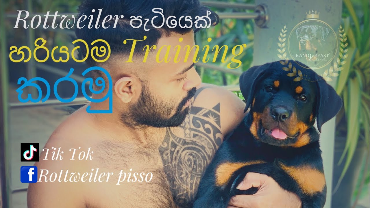 Rottweiler පැටියෙක් හරියටම training කරමු 🐕❤️