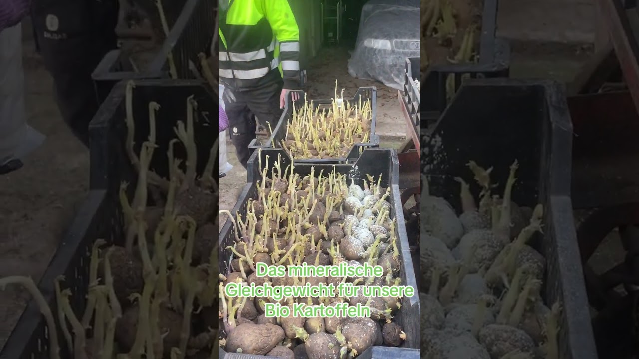 Bio Kartoffeln mit dem mineralischen Gleichgewicht pflanzen für eine bessere Gesundheit 💚