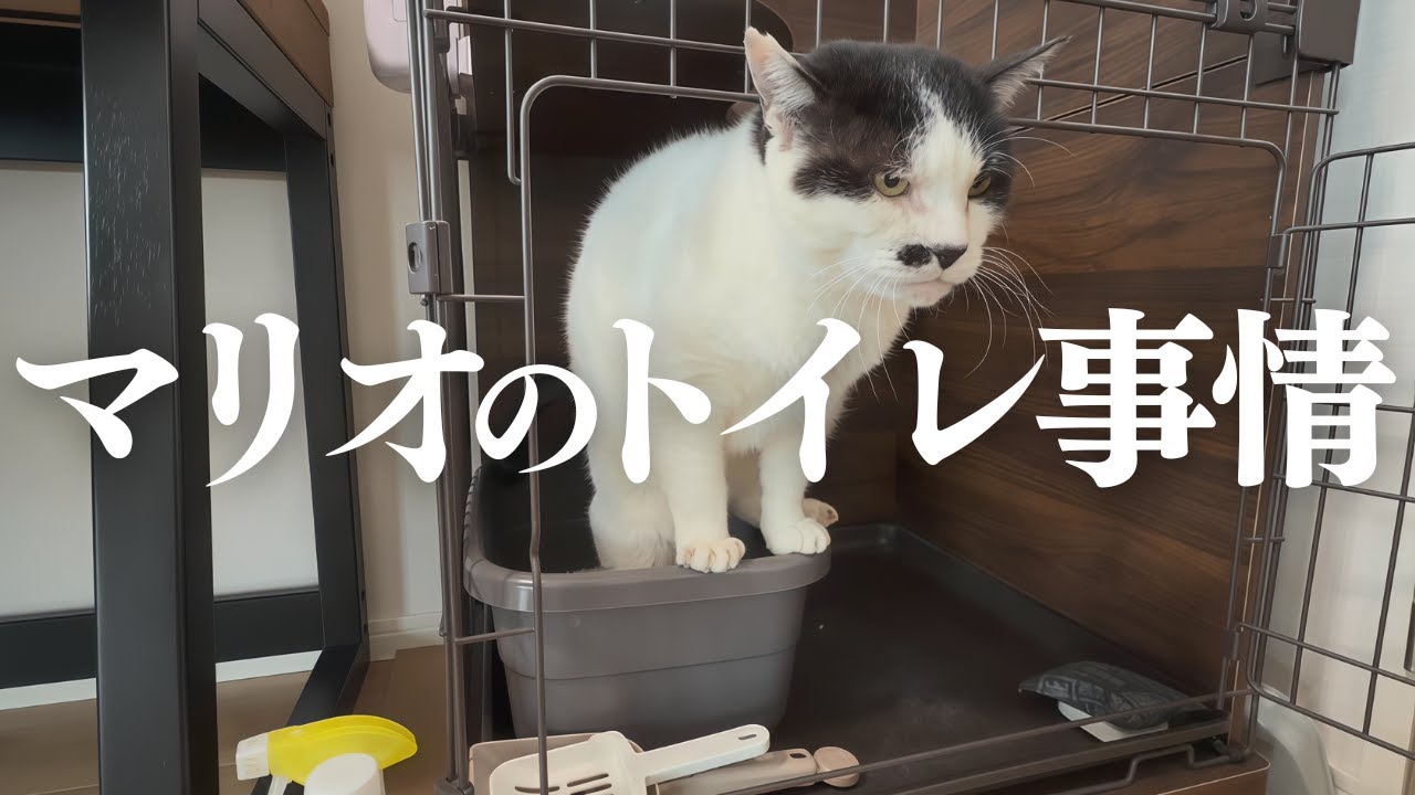 【ちょび髭ズの日常】我が家の猫トイレ掃除ルーティン｜猫のいる暮らし