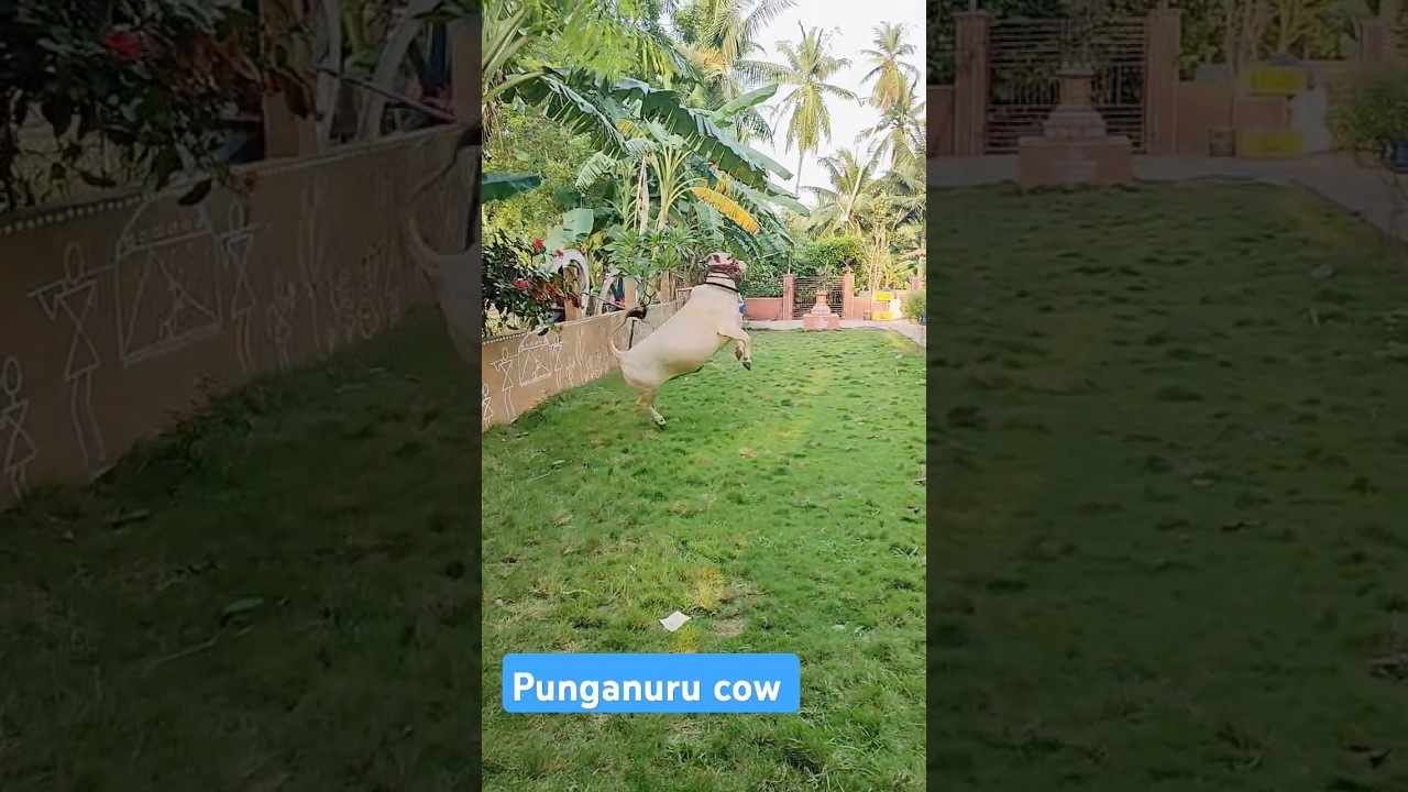 Punganuru Cow Enjoyed #punganuru,#animals,#Cows,#mineture punganuru, #short cow, #World short cow,