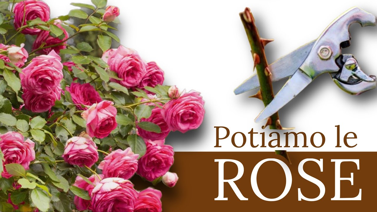 Rose: potatura | giardinaggio | cura delle piante