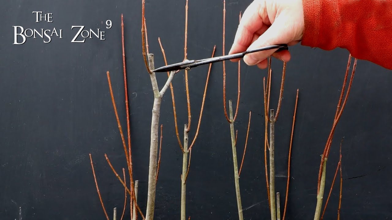 Pruning and Potting Young Maples, The Bonsai Zone, March 2022