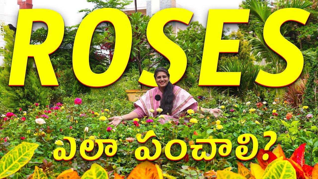 🔴 Expert Rose Plant Care Guide 🌹 | Secrets from Nursery Owner | Rose Plant guide