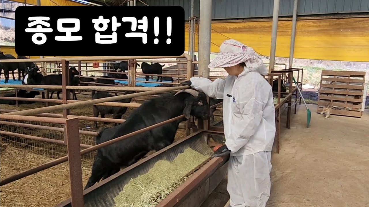 미력이 훌륭해 ! 산자수 2.2!