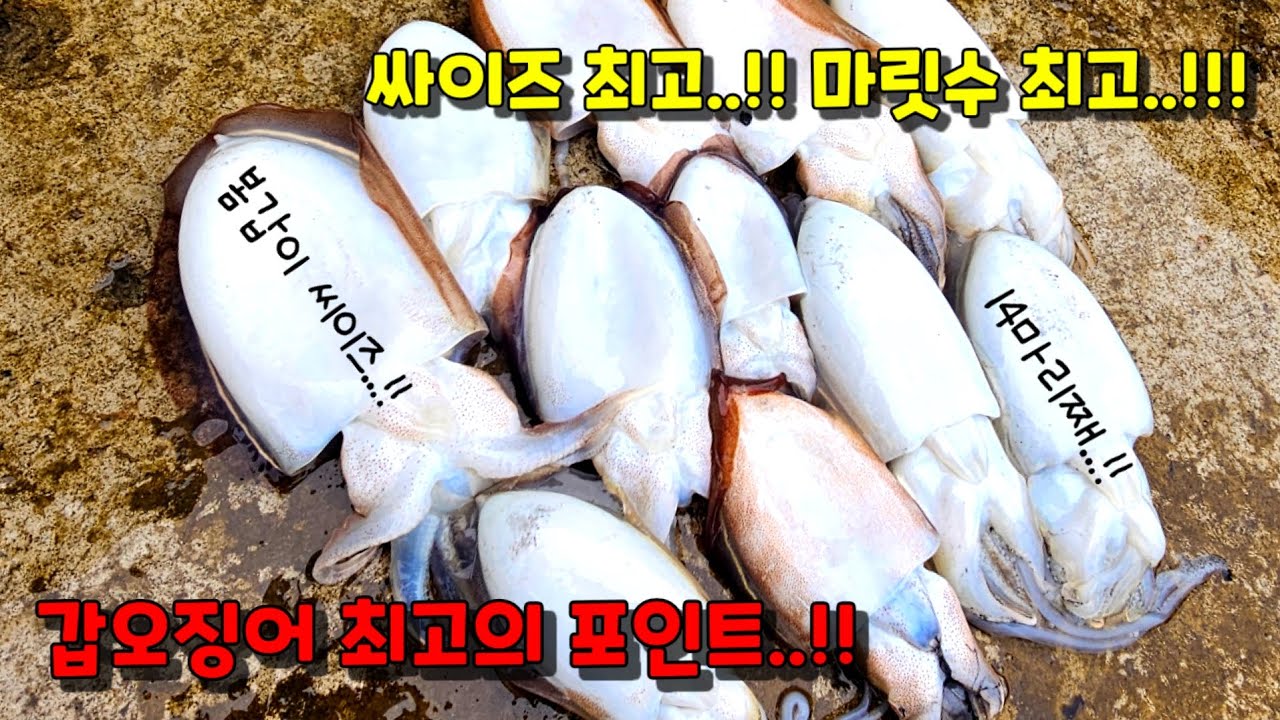 간편한 갑오징어 채비로 씨알좋은 갑오징어를 맘껏 잡아보자...!!(갑오징어 채비설명)#갑오징어#갑오징어채비#워킹갑오징어낚시
