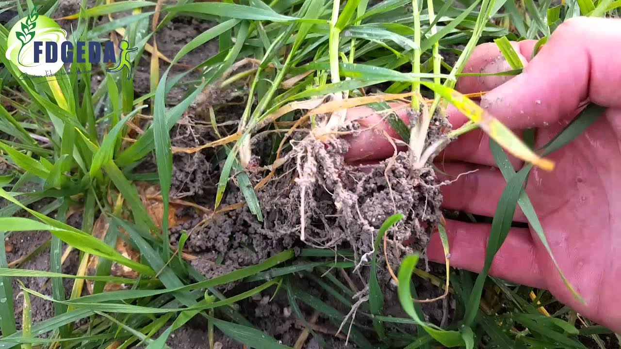 BLE TENDRE - Impasse du 1er apport d'azote