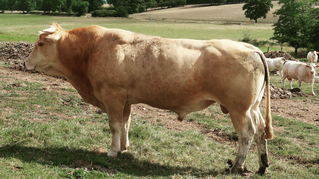 Rentrer des vaches |Hiver 2022|