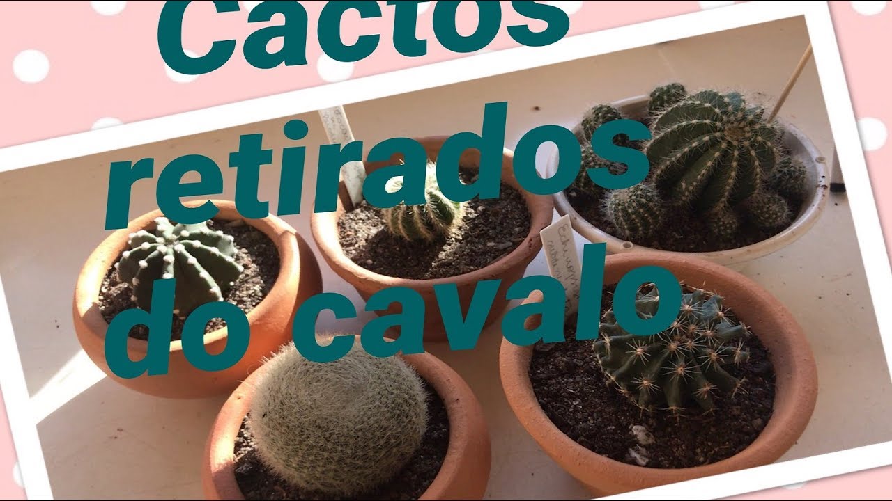 Cactos retirados do cavalo -  update