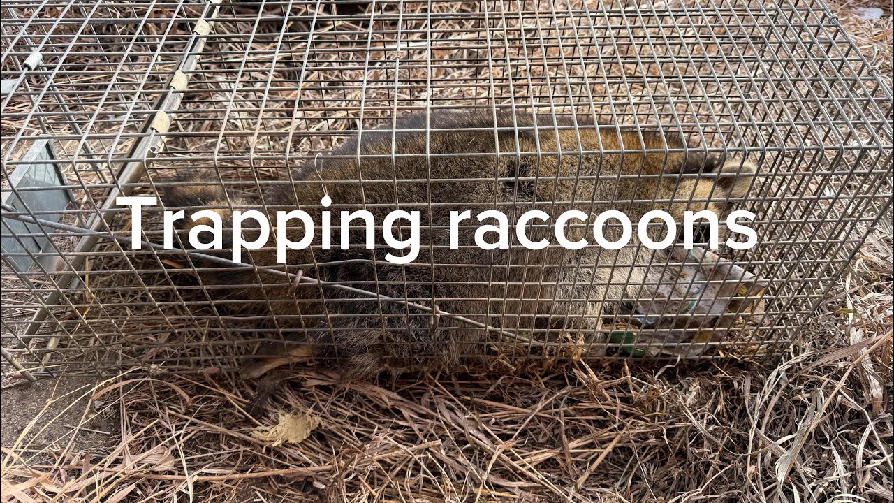 Trapping the racoon