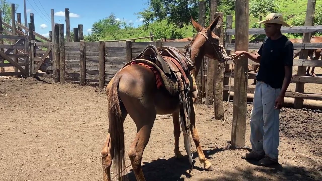 “Domando uma Linda Mula Ruana”