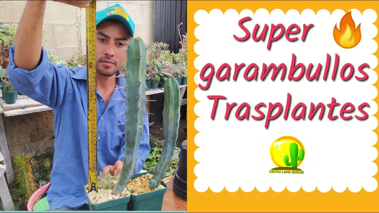 Trasplantando CACTUS (garambullo) muy GRANDES // Transplanting very BIG CACTUS (garambullo) #cactus