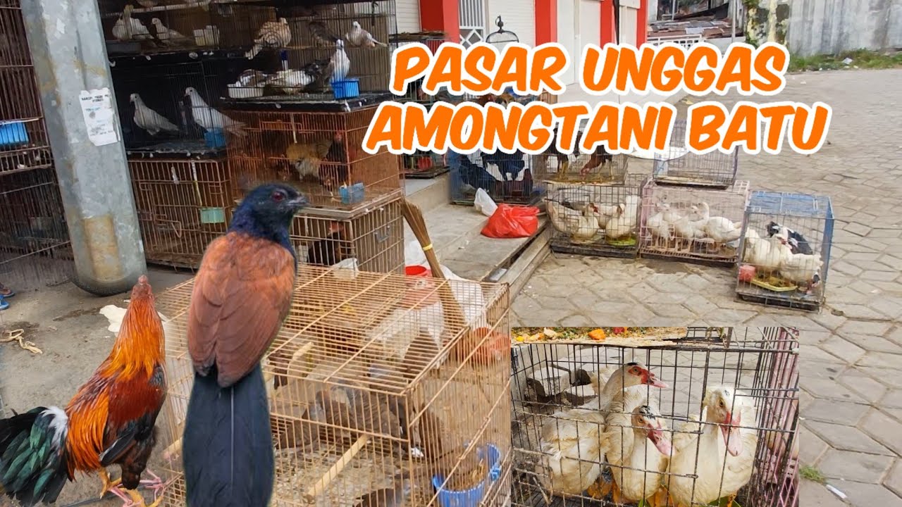 MELIHAT PASAR UNGGAS DI PASAR AMONG TANI KOTA BATU