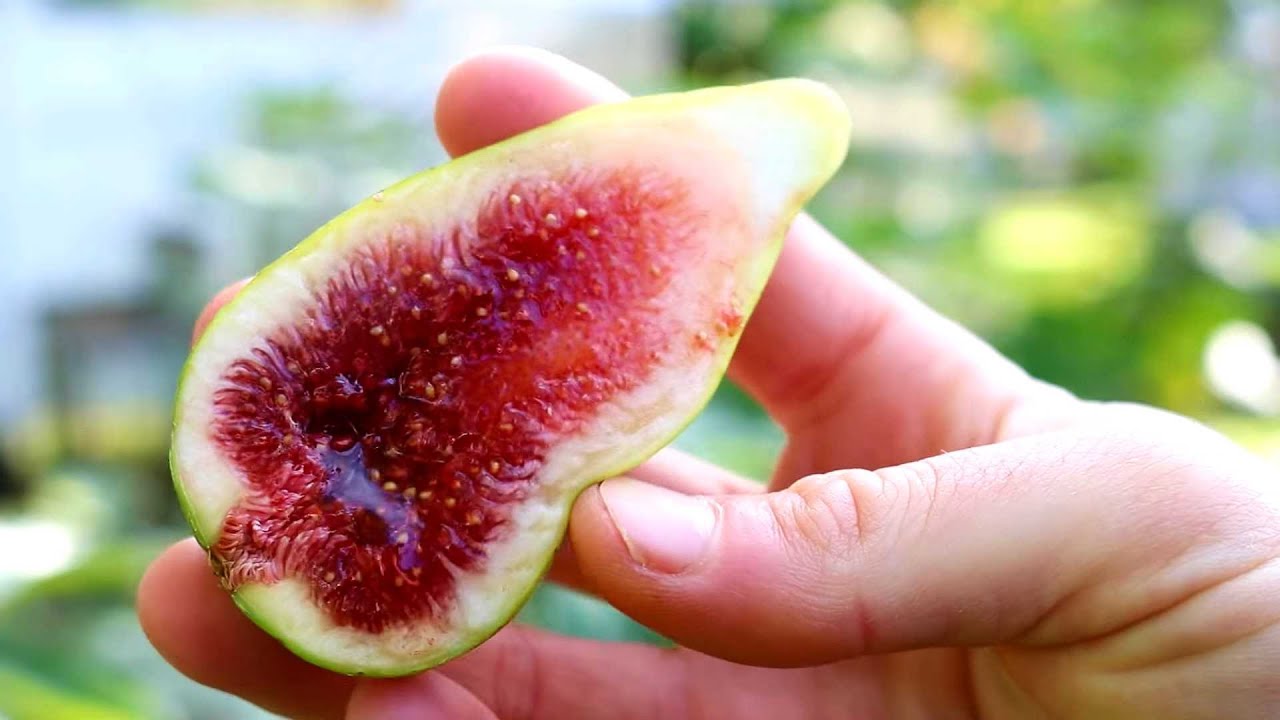 Dalmatie Fig - Another Standard Fig Variety Worth Knowing