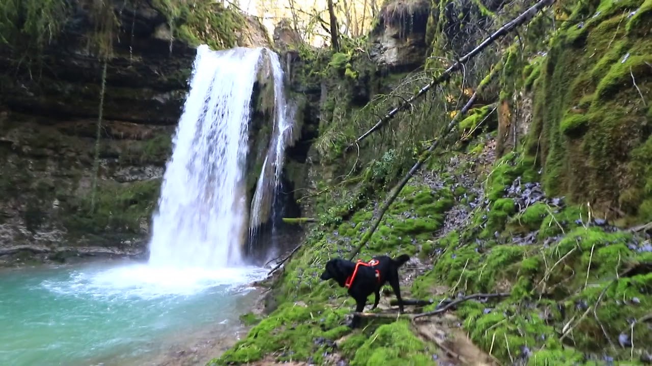autour de la source de l'Ain avec un chien