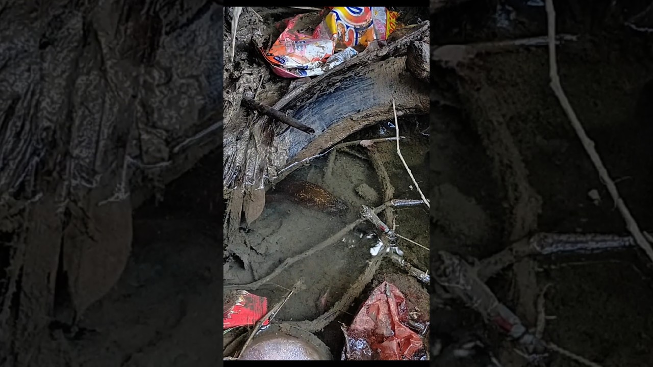 belut babon sampai nekat keluar lubang 