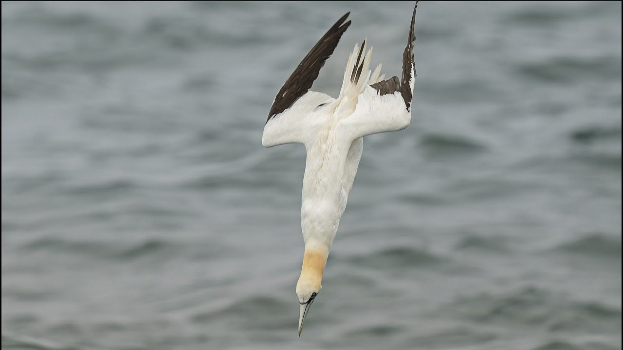 Northern Gannet Diving @60mph for Capelin at St. Vincent's Beach, Newfoundland (4K video)
