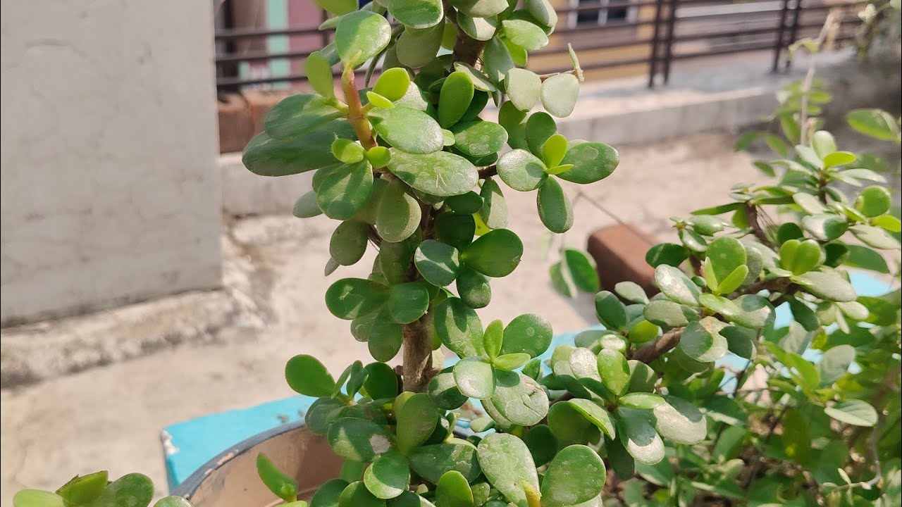 z plant indoor hai ya outdoor ☘️☘️☘️☘️☘️