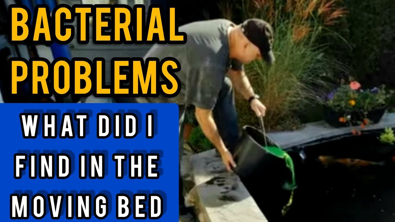 BACTERIAL PROBLEMS & WHAT DID I FIND IN THE MOVING BED (KOI POND)