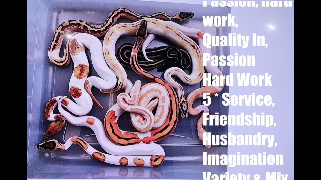 How to build a SUCCESSFUL Ball Python Hobby Business!