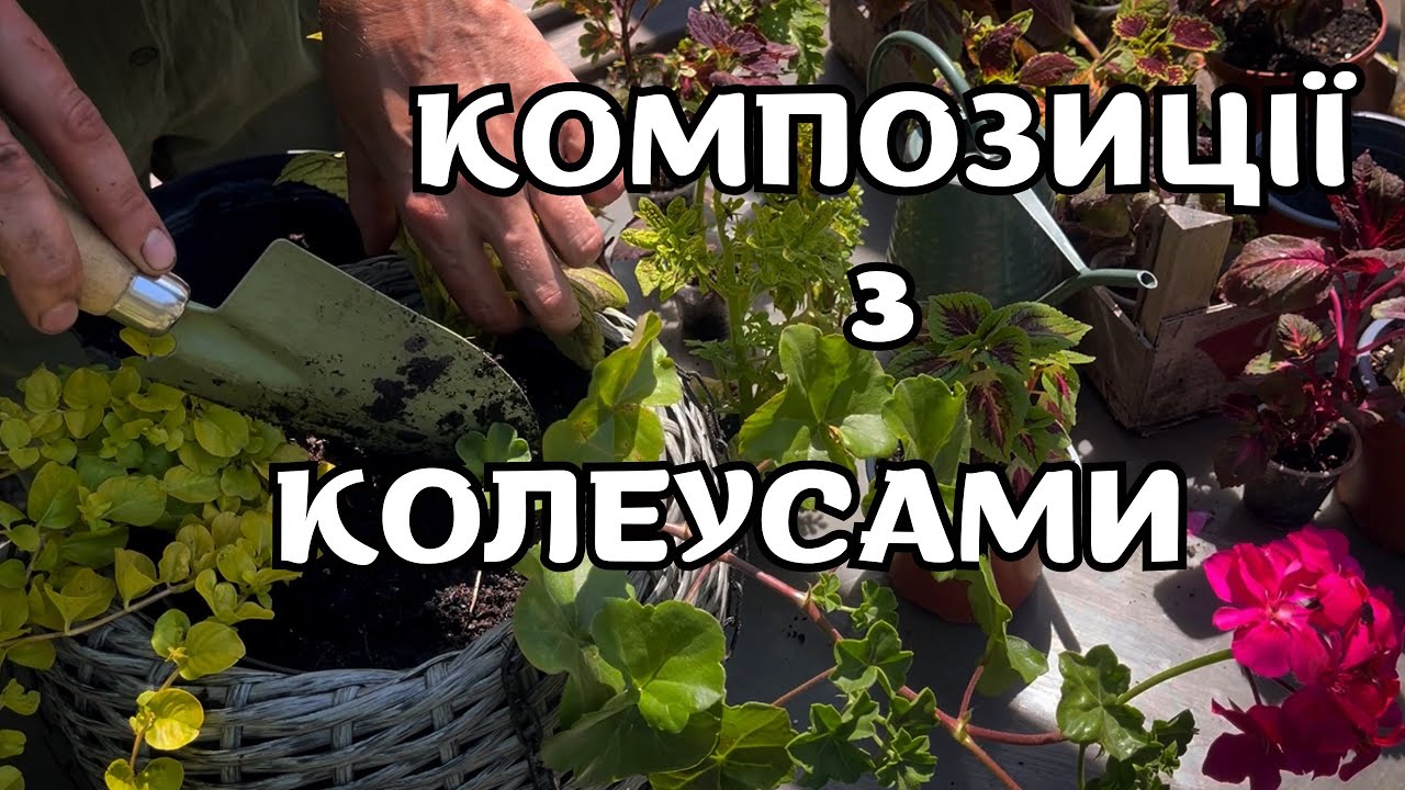 КОЛЕУСИ 🌸КОМПОЗИЦІЇ З КОЛЕУСАМИ #колеус #сад #рослини