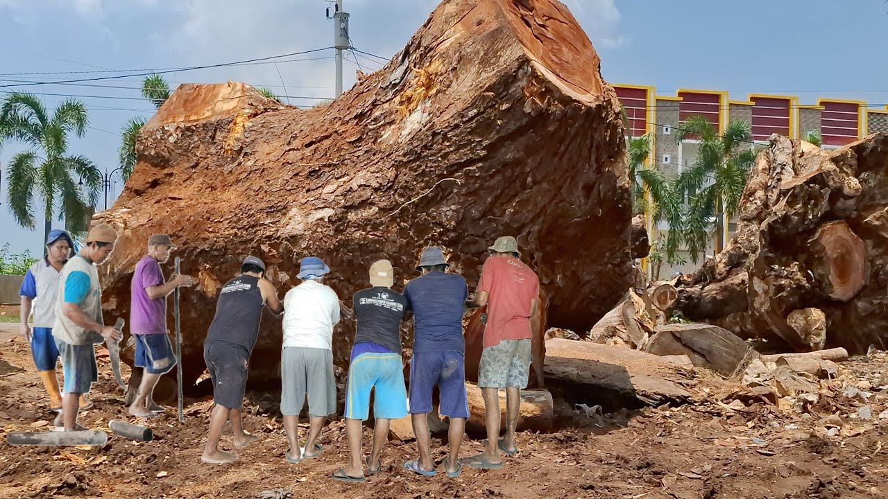 Menakjubkan ! Menggergaji kayu monster raksasa dari gunung merapi untuk bahan papan di sawmill
