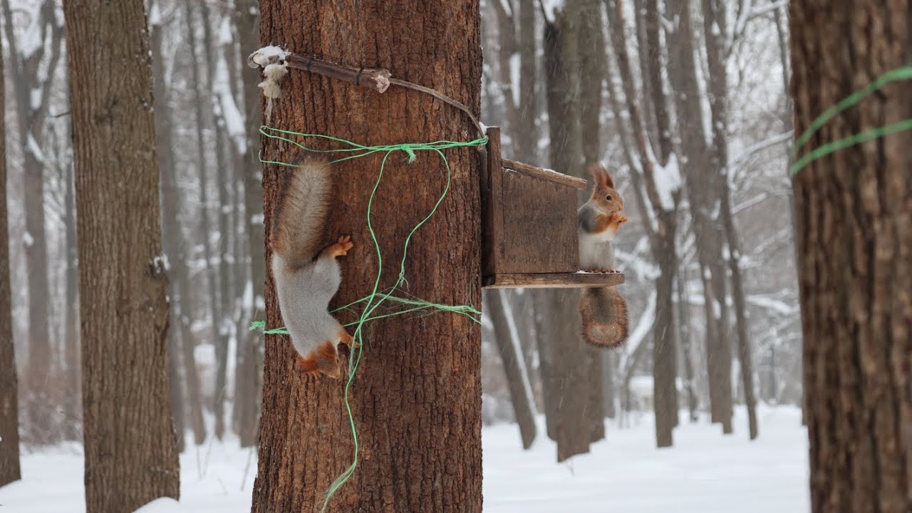 Белки. Голуби. Зарисовка / Squirrels. Pigeons. The sketch