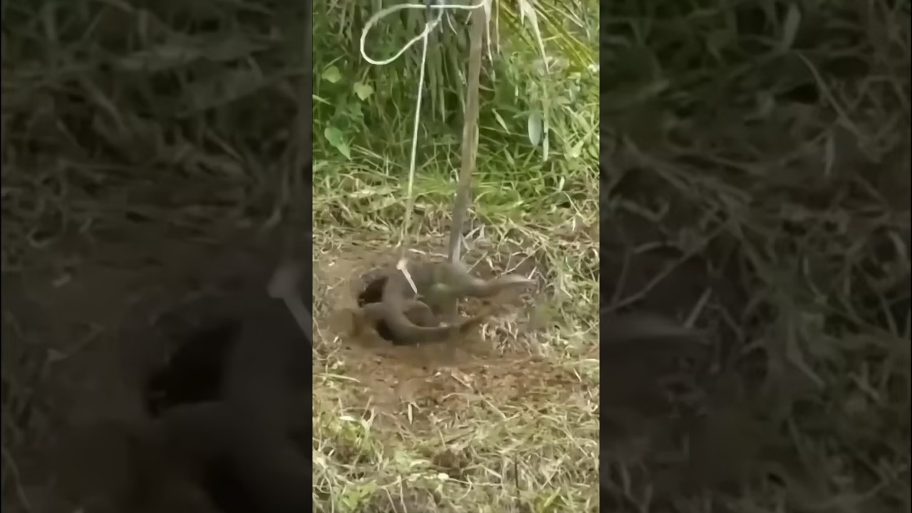 Monitor lizard trap | komodo dragon 