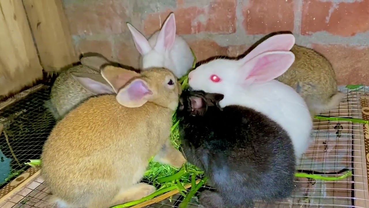 Female Rabbit ko new cage m chod deya