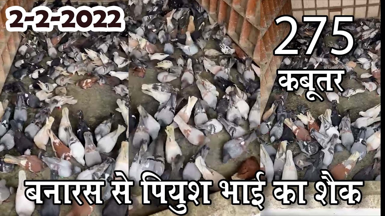 Banaras Se Piyush Bhai Ka Shok | Day 2 | Banaras Ki Kabutar Bazi |  #Pigeon