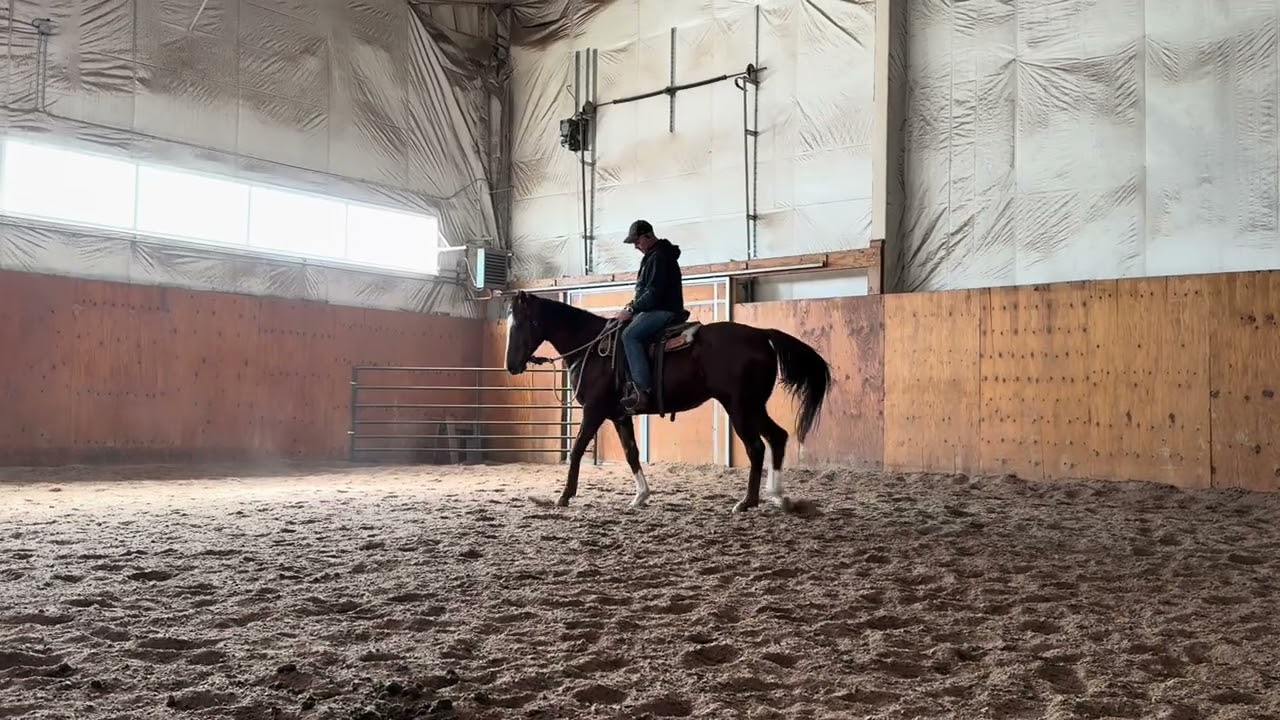 Oro 2020 TB Gelding