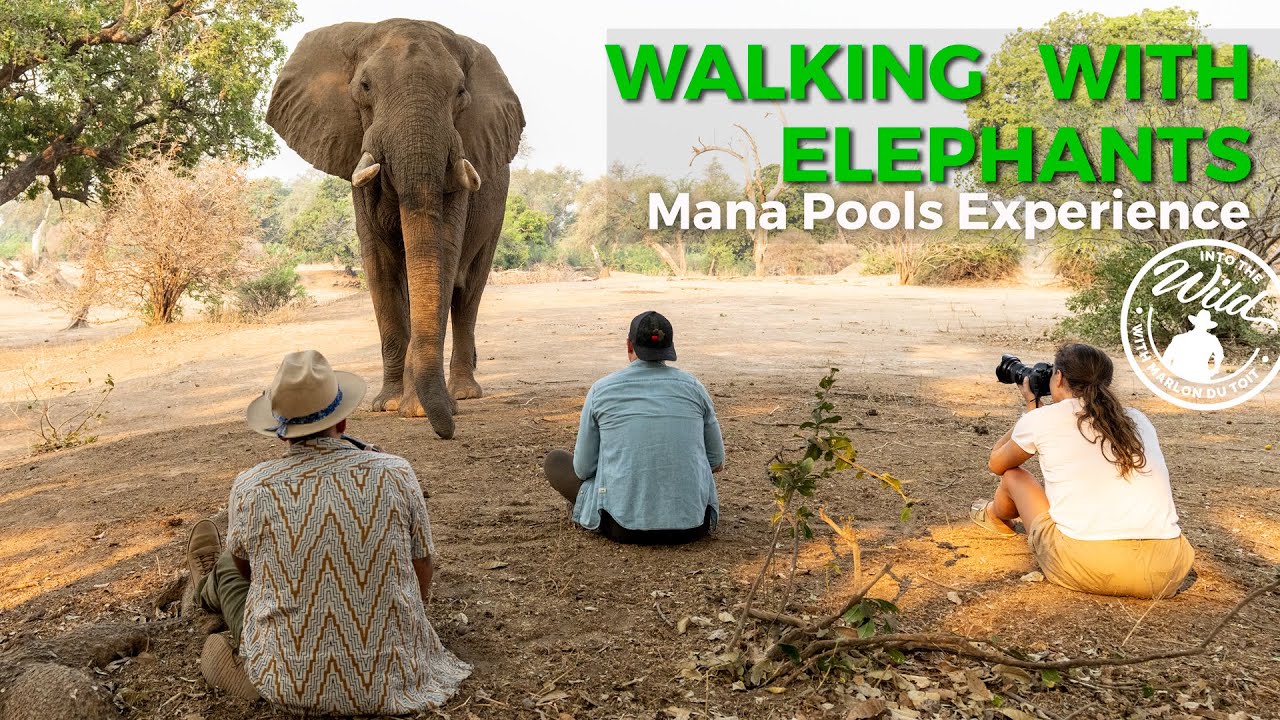 Walking with Elephants - Mana Pools