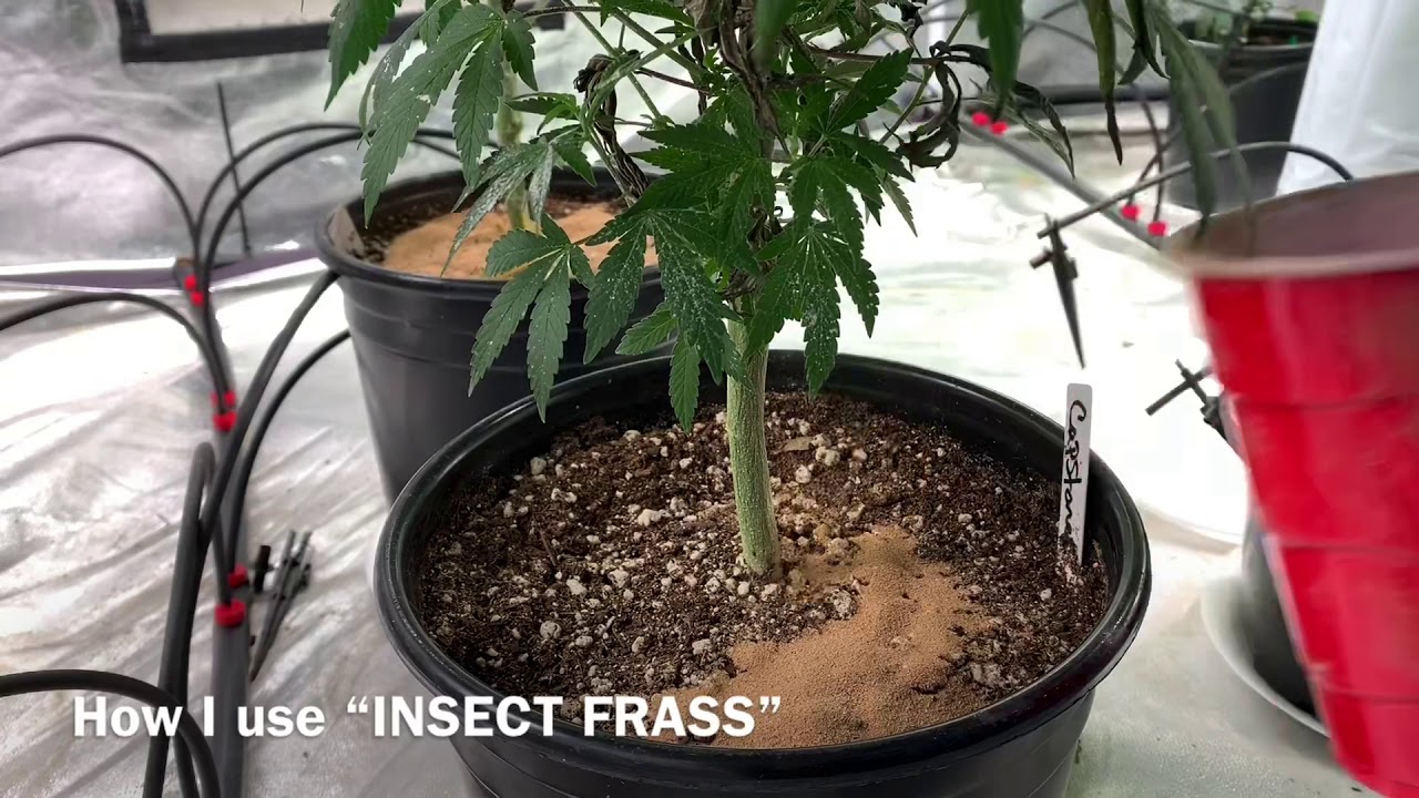 INSECT FRASS