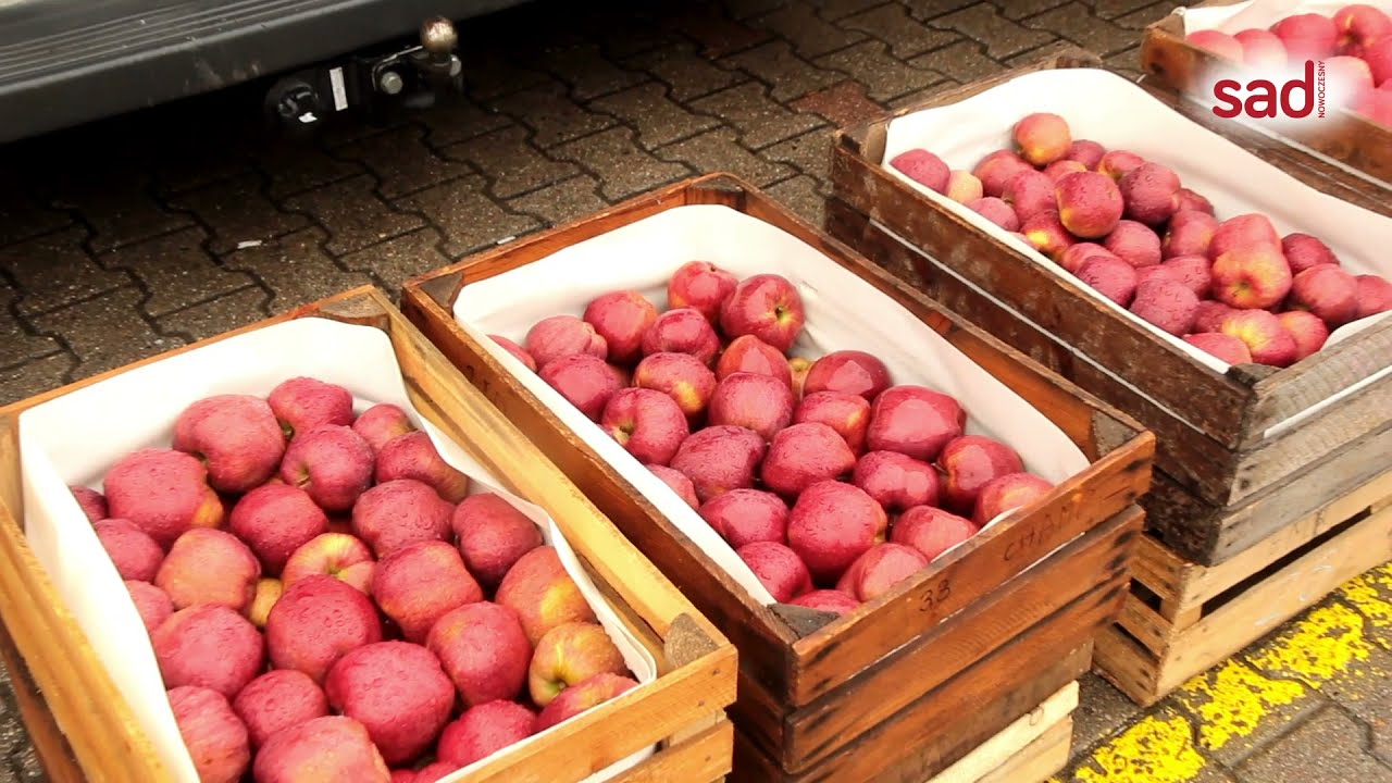 Bronisze 15.04.2021: handel jabłkami nadal słaby. Spadły ceny Szarej Renety