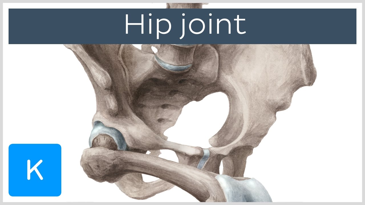 Hip joint - Bones, ligaments, blood supply and innervation - Anatomy |&nbsp;Kenhub
