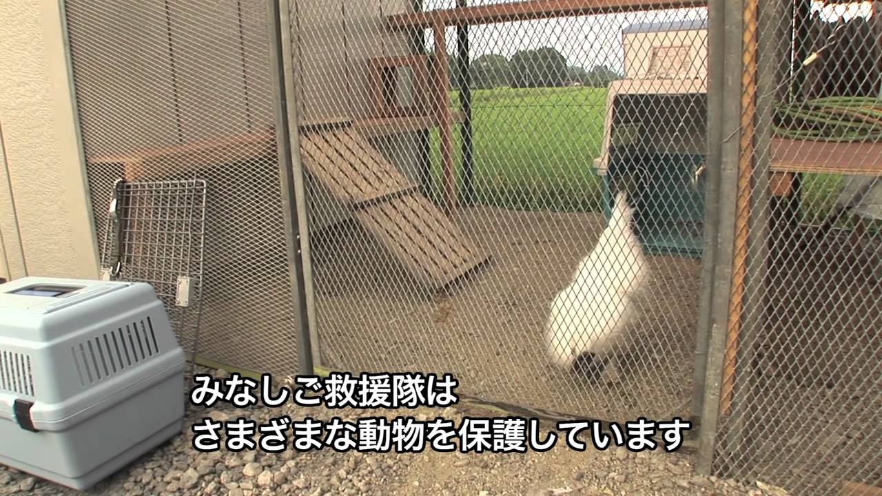みなしご救援隊   栃木拠点紹介