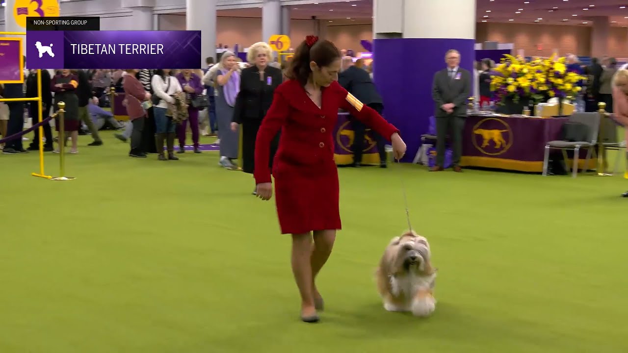 Tibetan Terriers | Breed Judging 2025