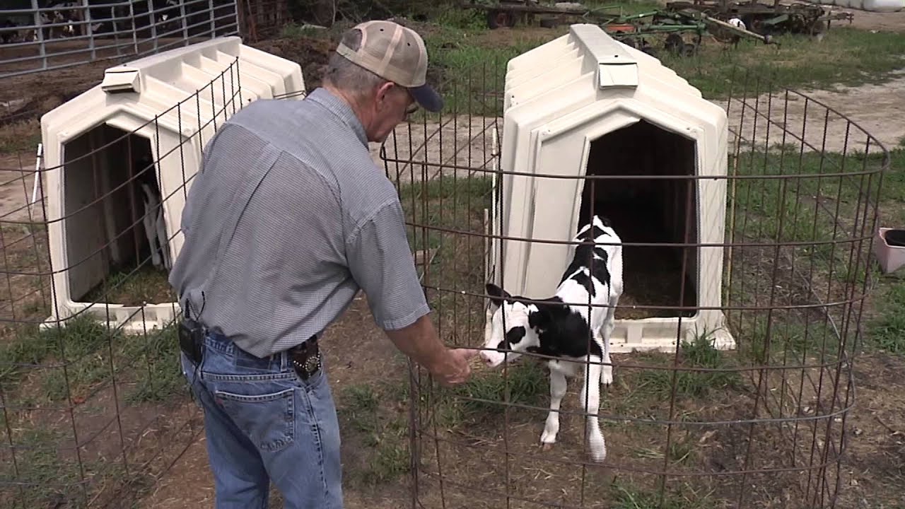 Фермер Том Трантам и его молочная ферма Happy Cow