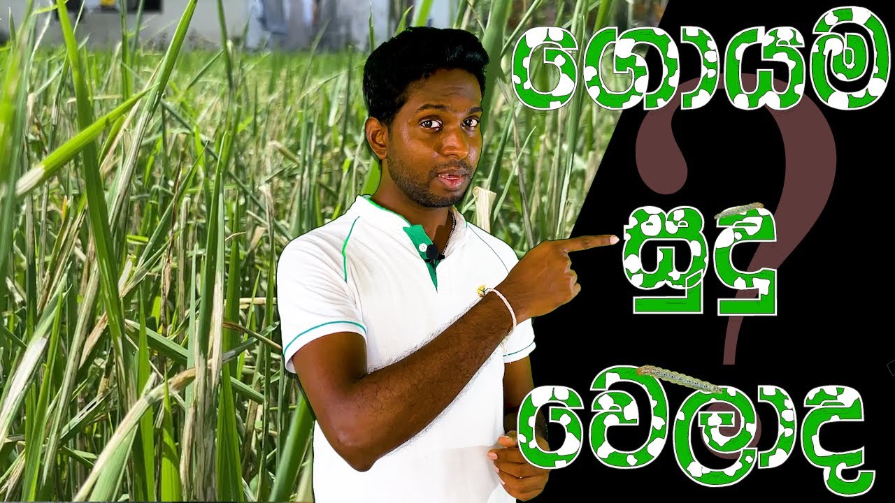 කොල සුදු වෙලාද ? [ leaf Folder ]