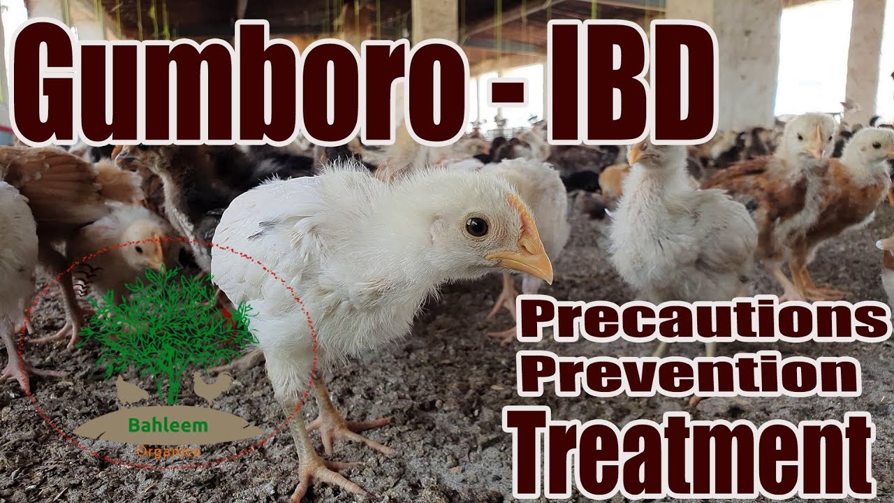 How to treat Gumboro (Infectious Bursal Disease)