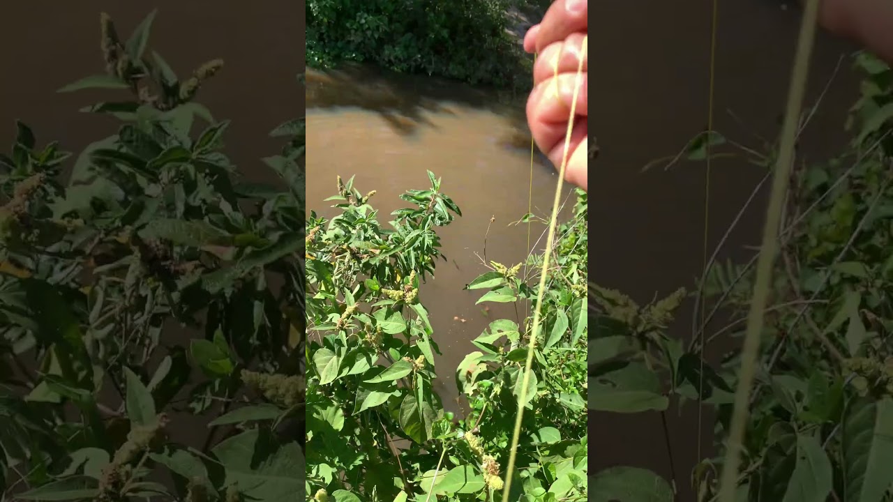 ATX-2 First Stage Shot! Powerful Tilapia Fishing Test – Clean Penetration in Water