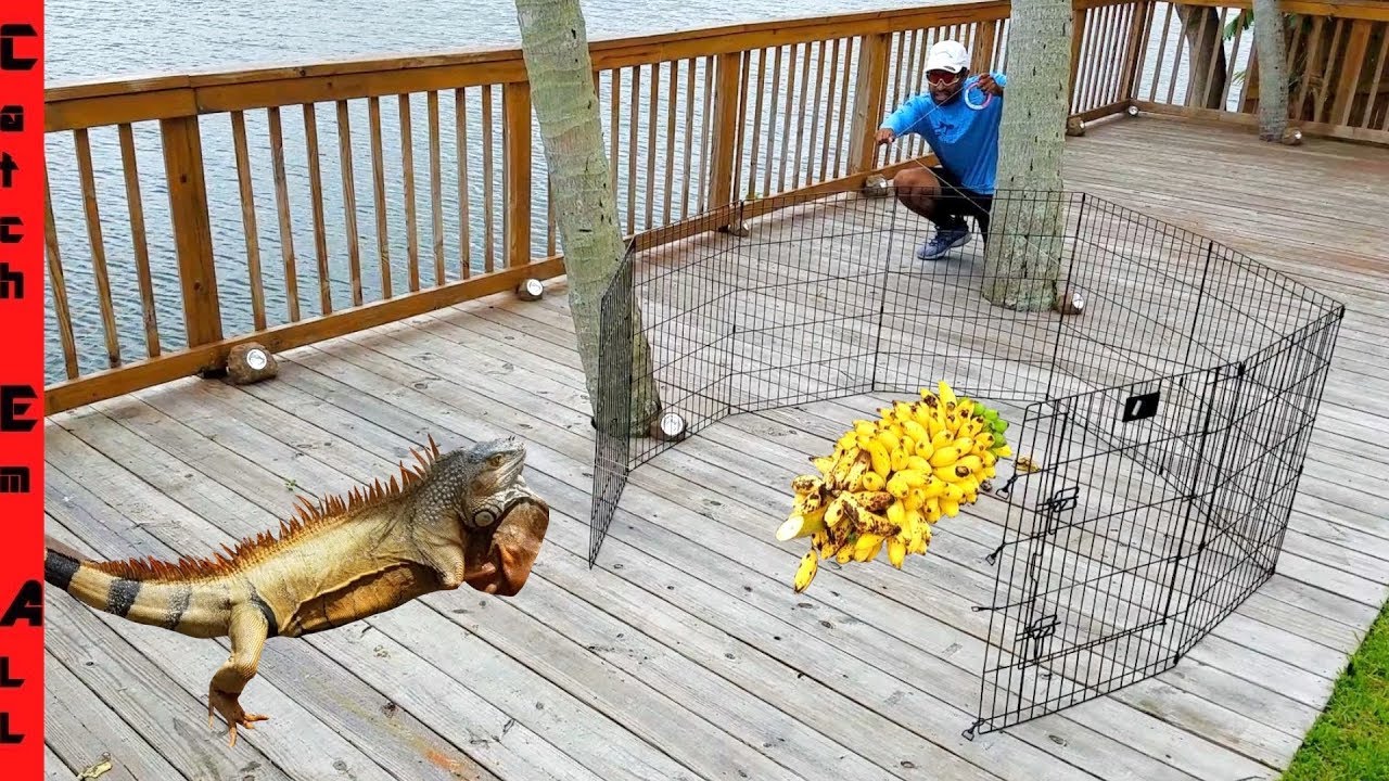 IGUANA TRAP!