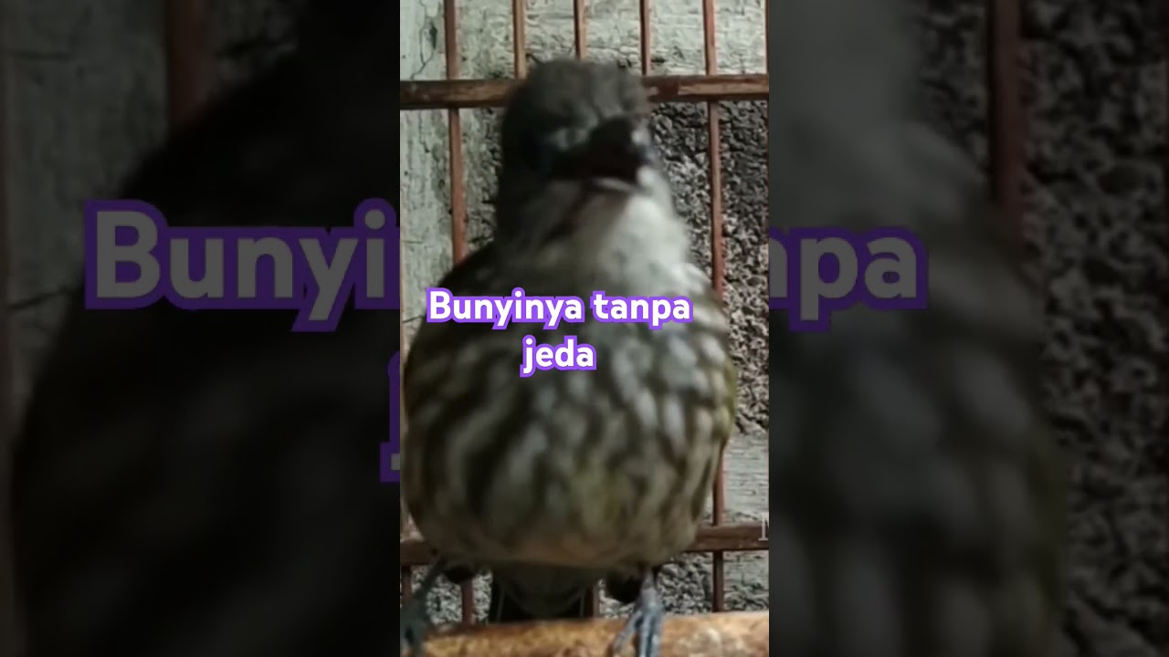 Cucak Rawis Super GACOR