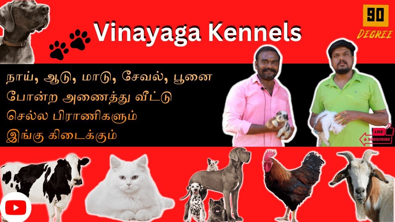 vinyagam dog, kennels, pets, cow, goat, cock, and cat