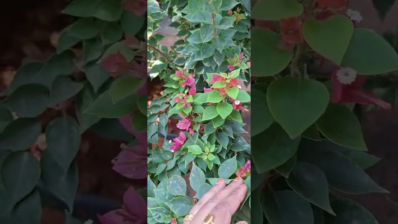 SVS GARDEN'S bonganvilla varieties with affordable price 