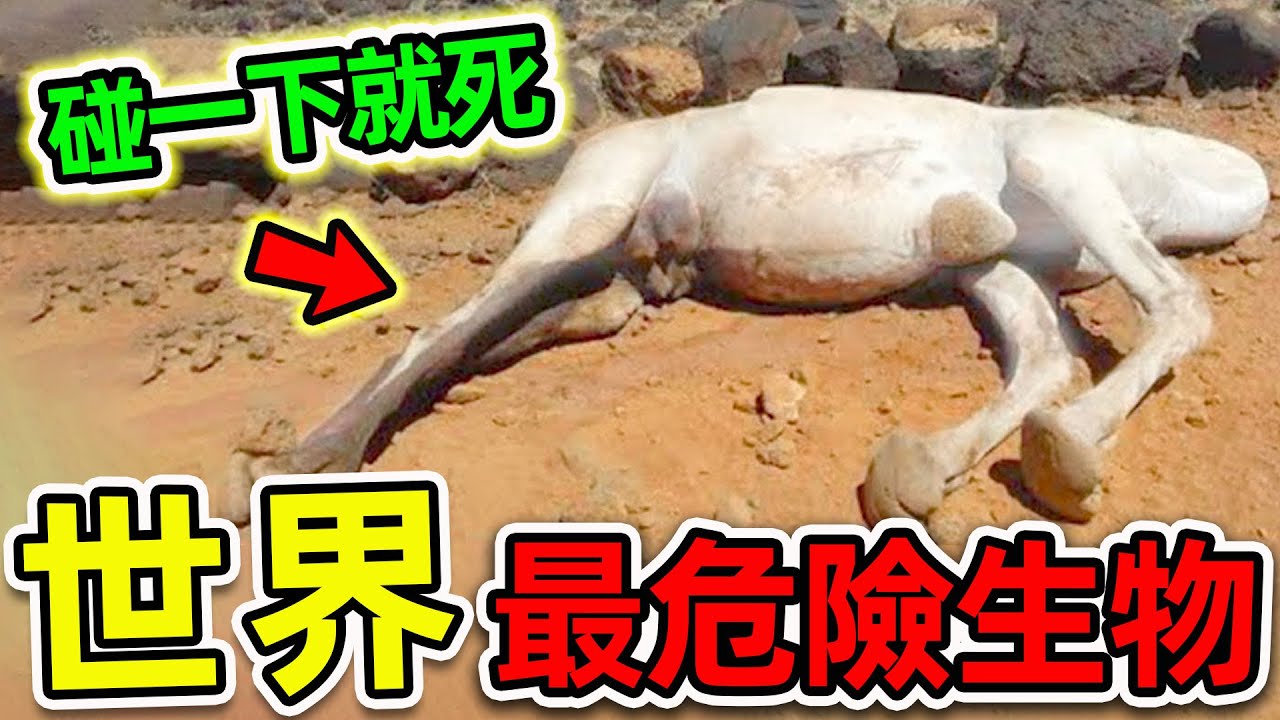 全世界最危險的10種致命生物！駱駝尸體為何不能碰？第一名堪稱&ldquo;人類噩夢&rdquo;，動物愛好者千萬小心。|#世界之最top #世界之最 #出類拔萃 #腦洞大開 #top10 #最危險生物