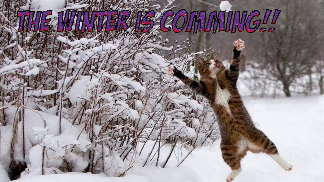 4 you - cute cats in the snow :) 2017 compilation