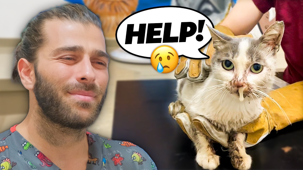Спасение больного бездомного кота! (Огромная киста во рту!)