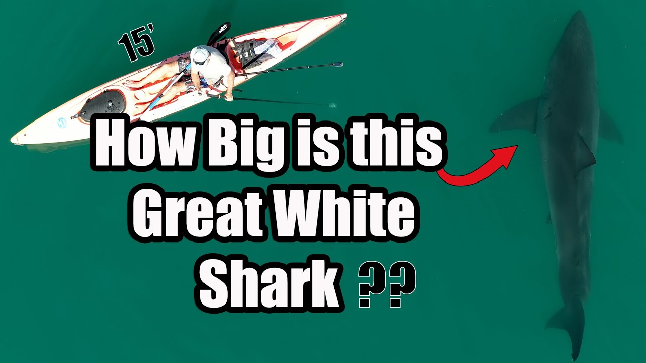 Kayaker Gets Close to a Massive Great White Shark!
