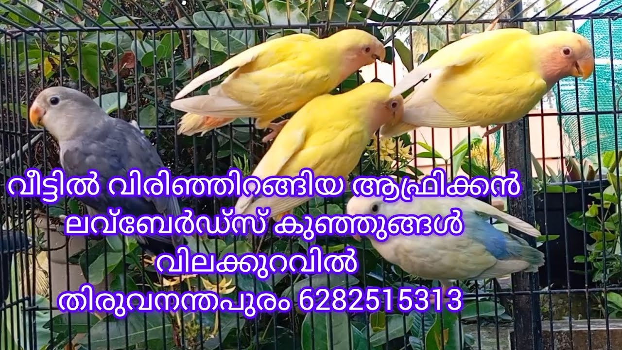 വീട്ടിൽ വിരിഞ്ഞിറങ്ങിയ ആഫ്രിക്കൻ ലവ്ബേർഡ്സ് കുഞ്ഞുങ്ങൾ   തിരുവനന്തപുരം6282515313 